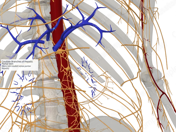 Caudate Branches of Hepatic Portal Vein