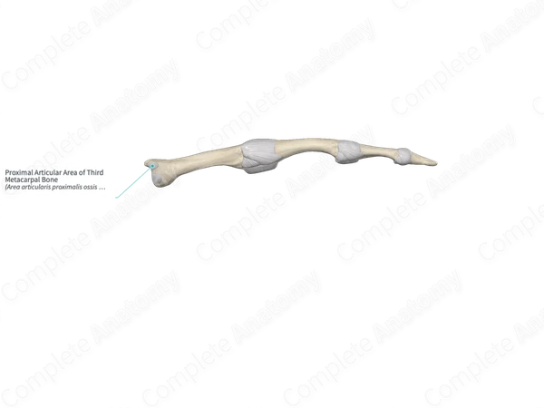 Proximal Articular Area of Third Metacarpal Bone