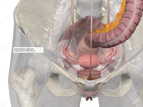 Interfoveolar Ligament 