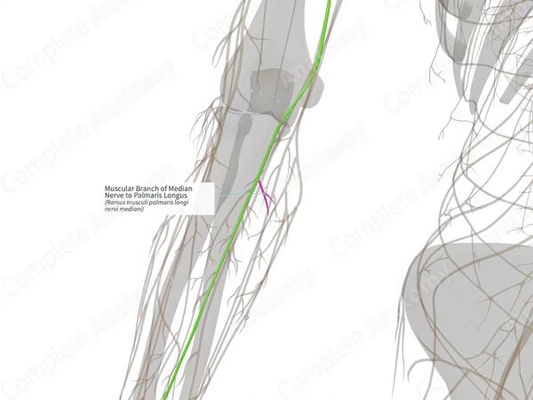 Muscular Branch of Median Nerve to Palmaris Longus (Right)