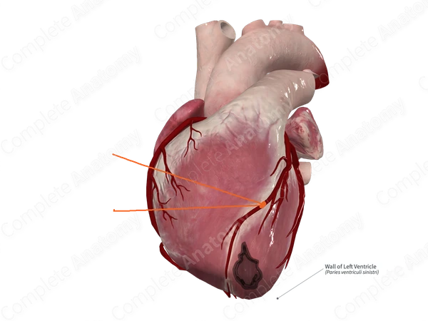 Wall of Left Ventricle