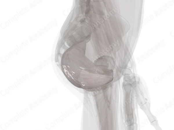 Parietal Pelvic Fascia