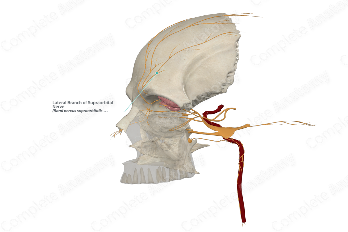 Lateral Branch of Supraorbital Nerve 