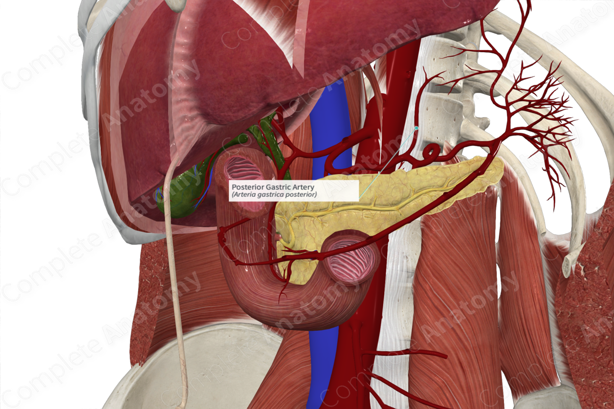 Posterior Gastric Artery
