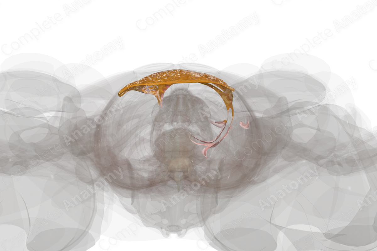 Greater Omentum Biology Diagrams