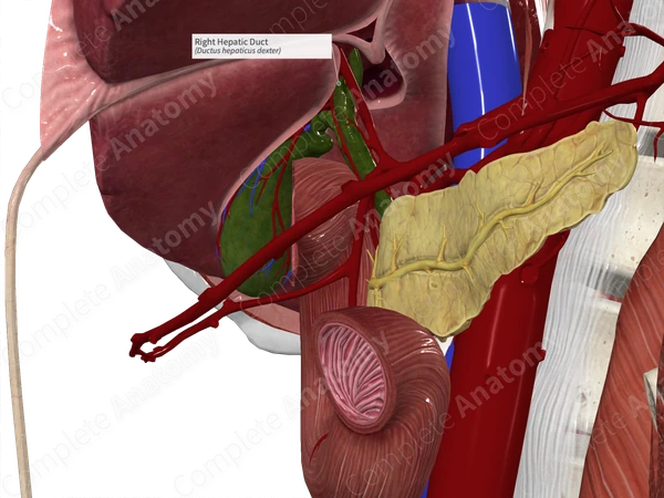 Right Hepatic Duct
