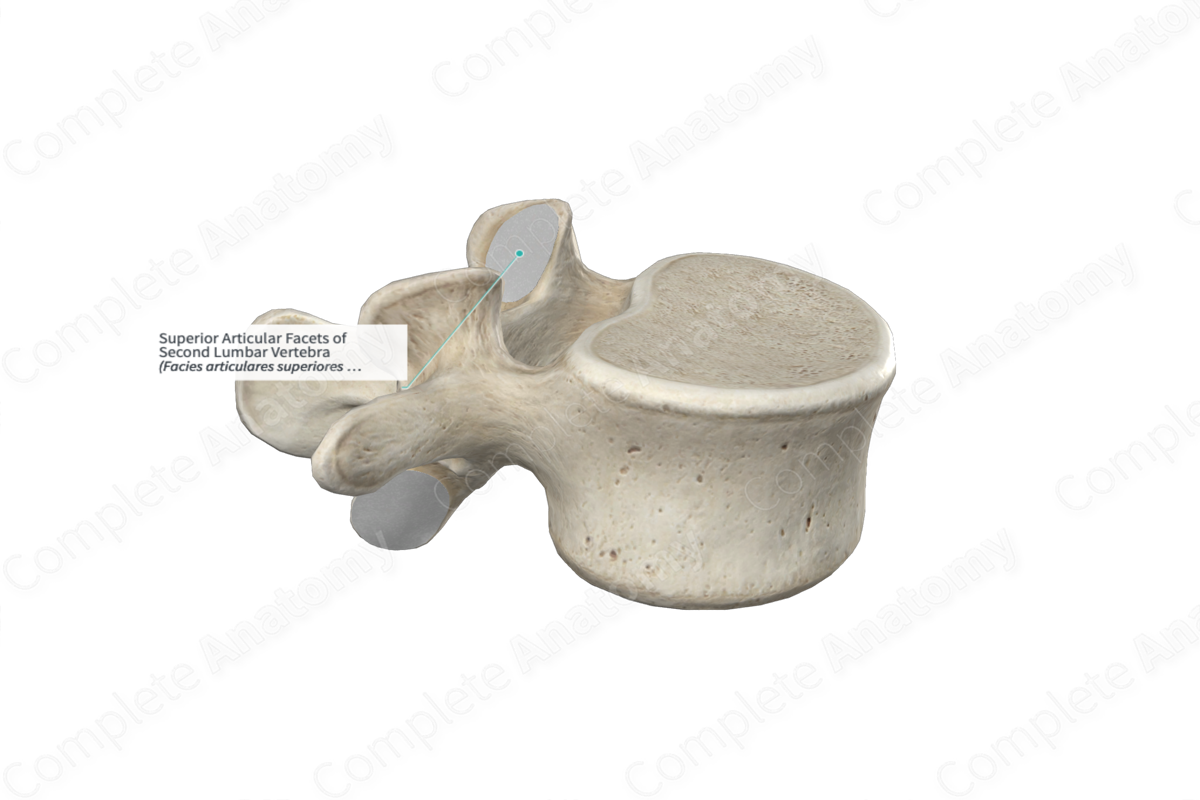 Superior Articular Facets of Second Lumbar Vertebra