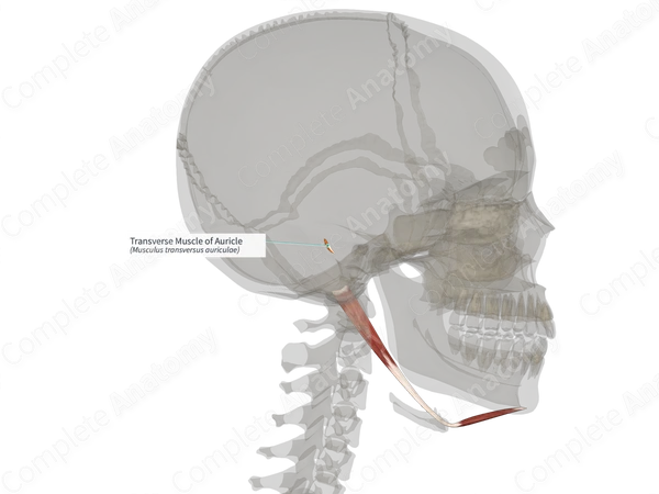 Transverse Muscle of Auricle (Right)