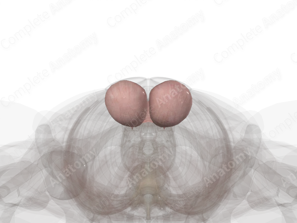 Scrotum