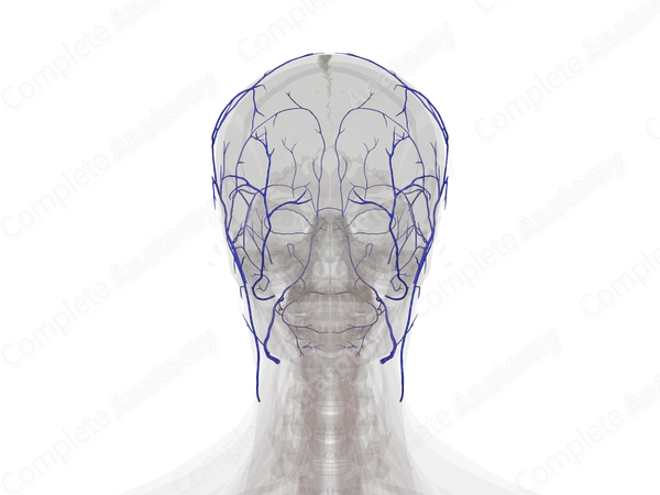 Veins of Face & Scalp