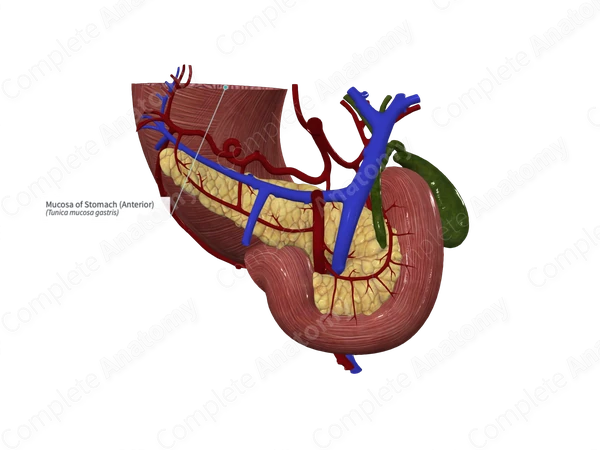 Mucosa of Stomach (Anterior)