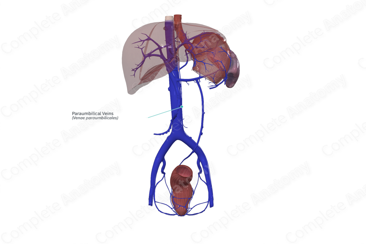 Paraumbilical Veins | Complete Anatomy