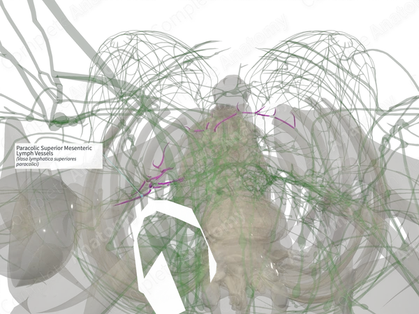 Paracolic Superior Mesenteric Lymph Vessels