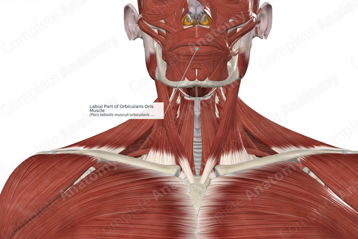 Labial Part of Orbicularis Oris Muscle Complete Anatomy