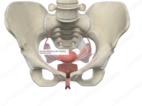 Ovarian Medulla (Left; Inferior)