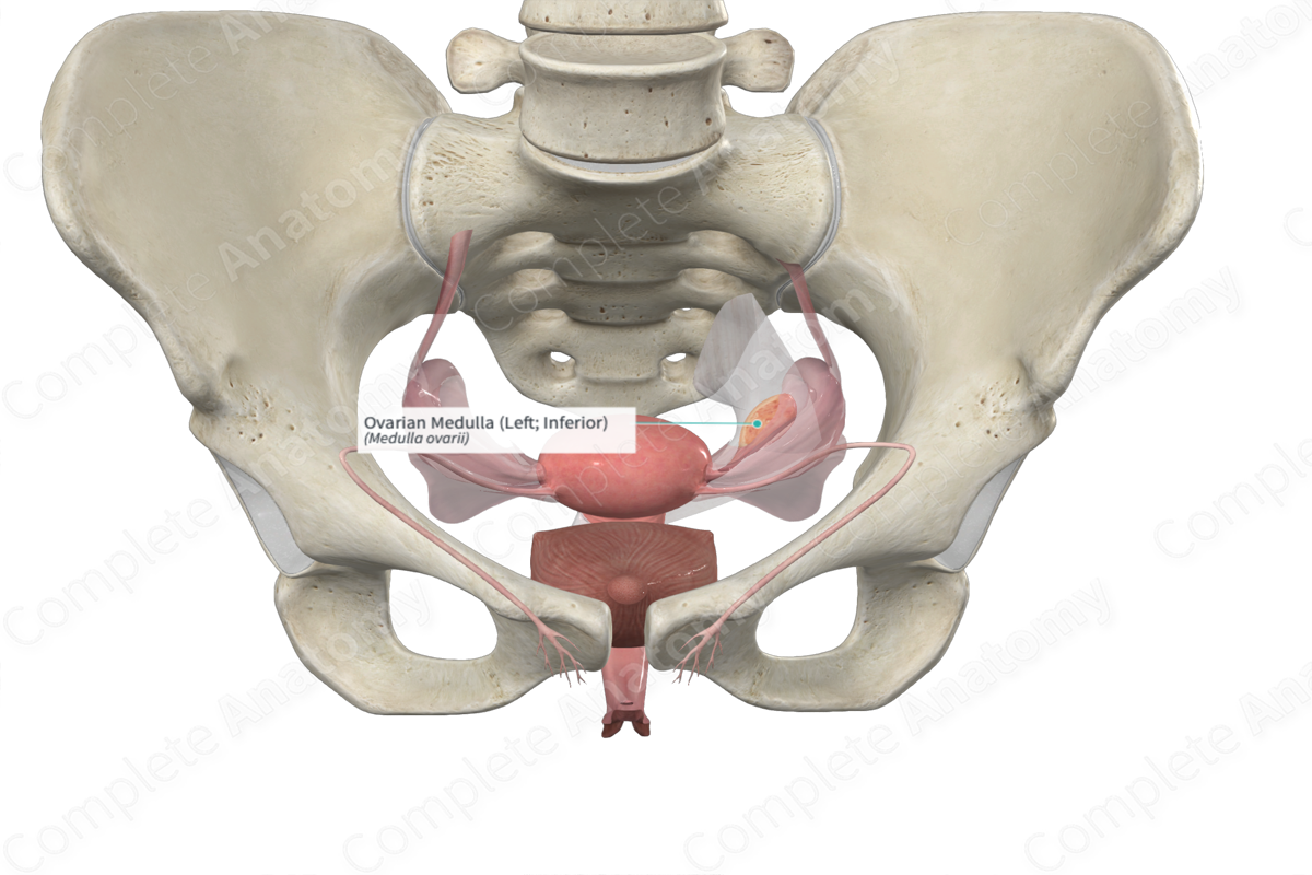 Ovarian Medulla (Left; Inferior)