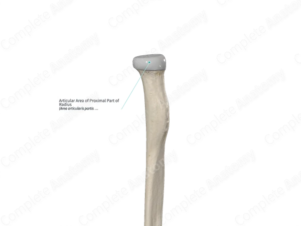 Articular Area of Proximal Part of Radius
