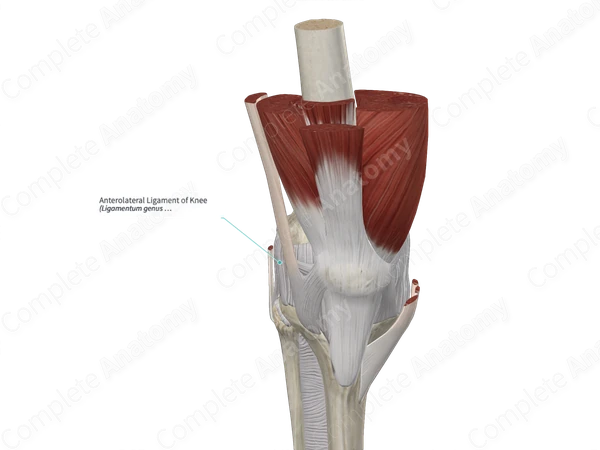 Anterolateral Ligament of Knee