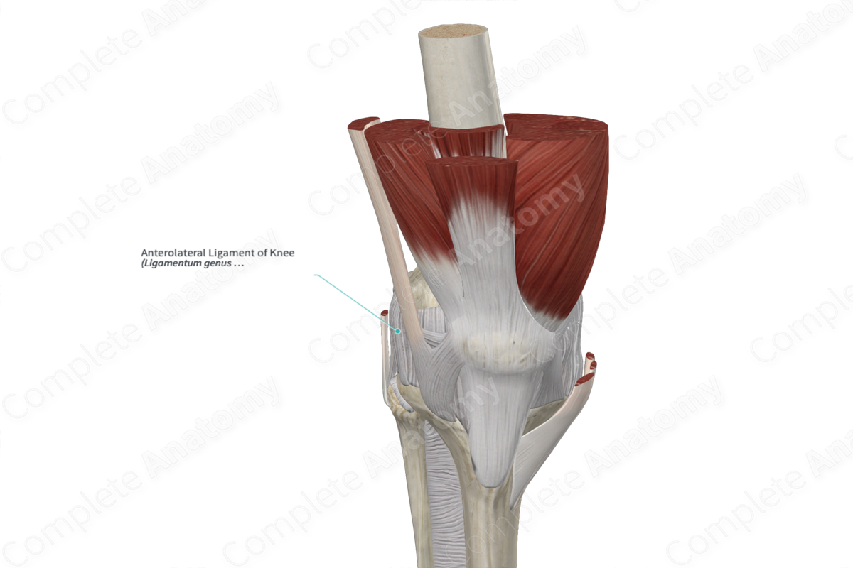 Anterolateral Ligament of Knee 