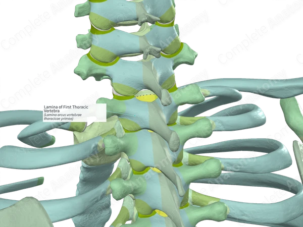 Lamina of First Thoracic Vertebra (Right)