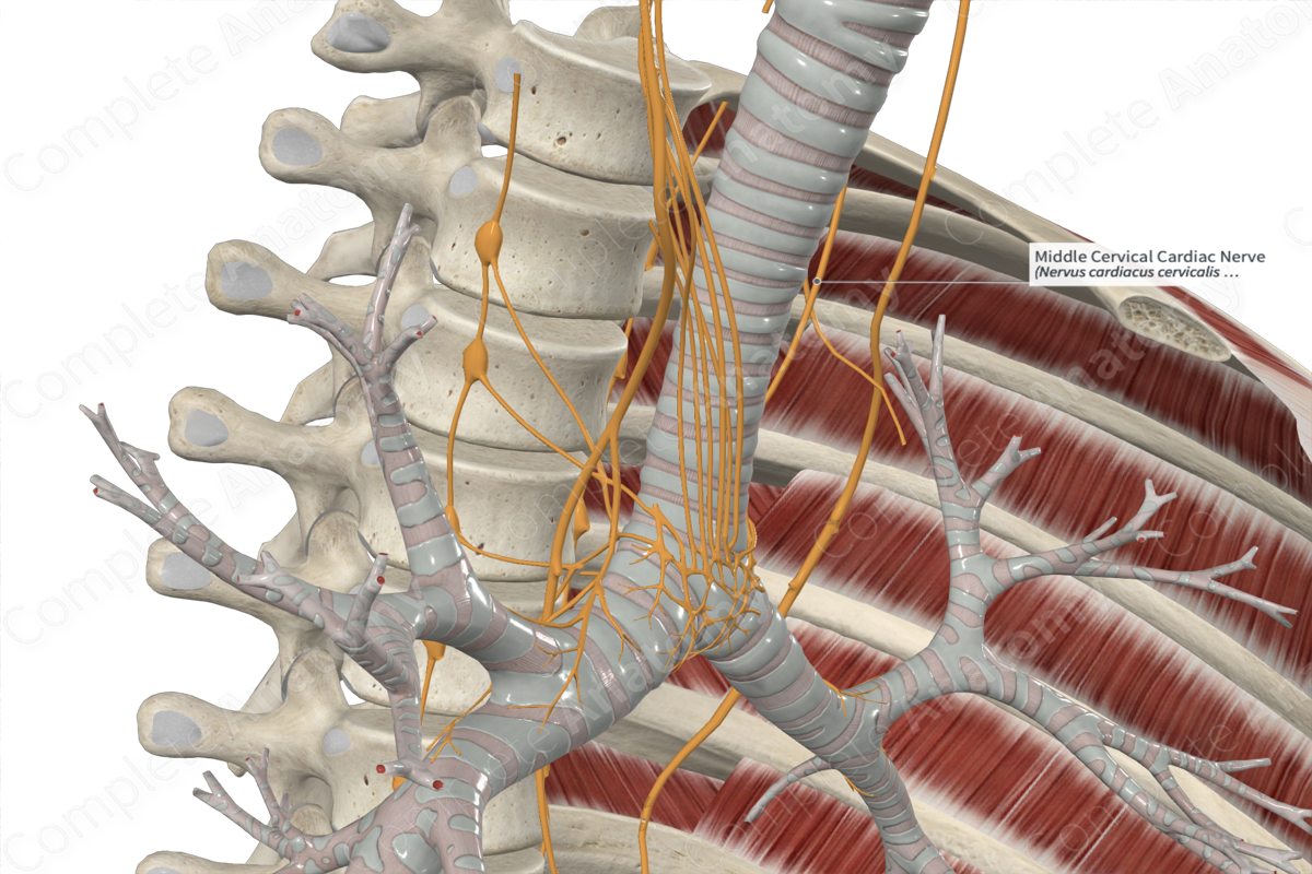 Middle Cervical Cardiac Nerve 