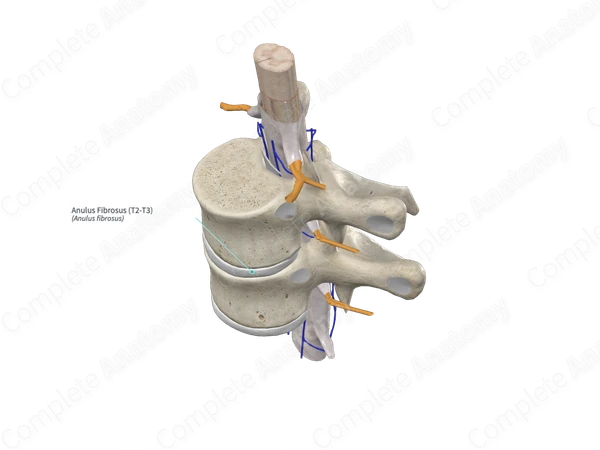 Anulus Fibrosus (T2-T3)