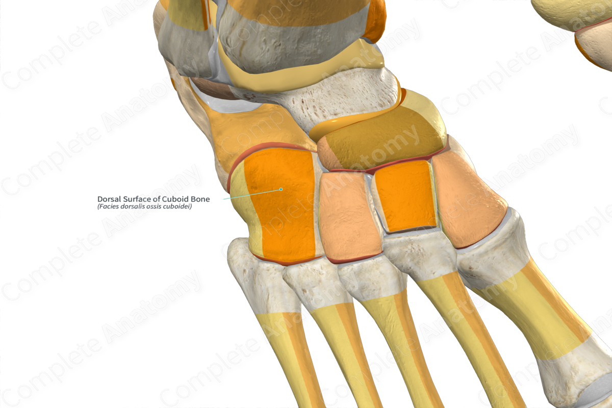 Dorsal Surface of Cuboid Bone
