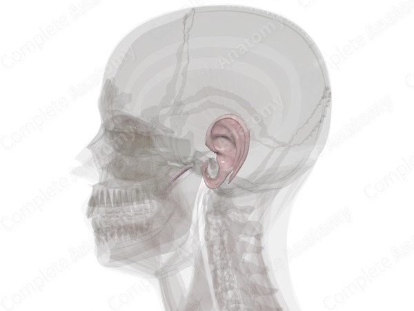 Connective Tissue of External & Middle Ear (Left)