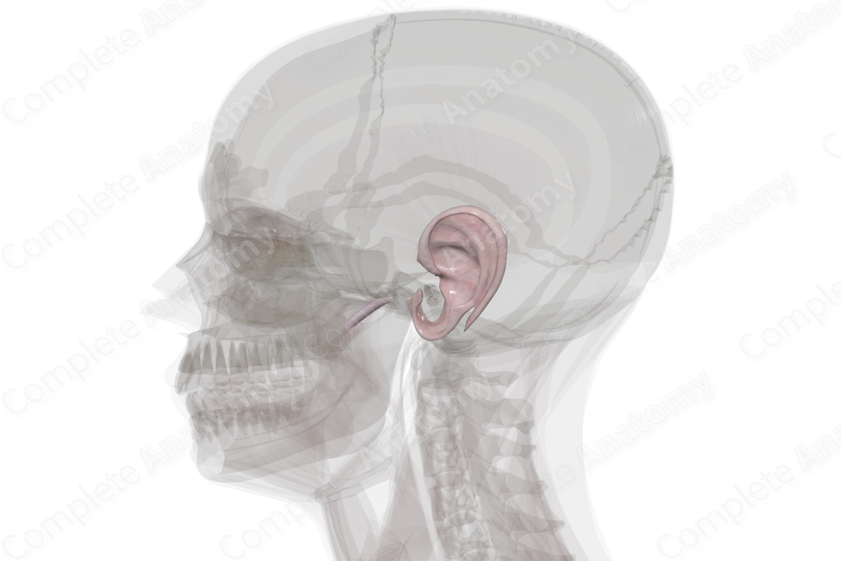 Connective Tissue of External & Middle Ear (Left)