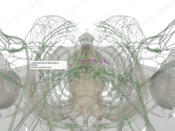 Juxtaintestinal Mesenteric Nodes