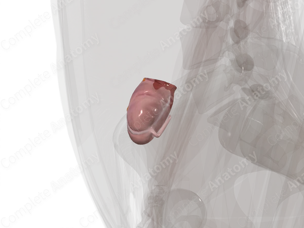Cecum