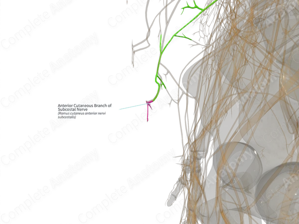 Anterior Cutaneous Branch of Subcostal Nerve (Right)