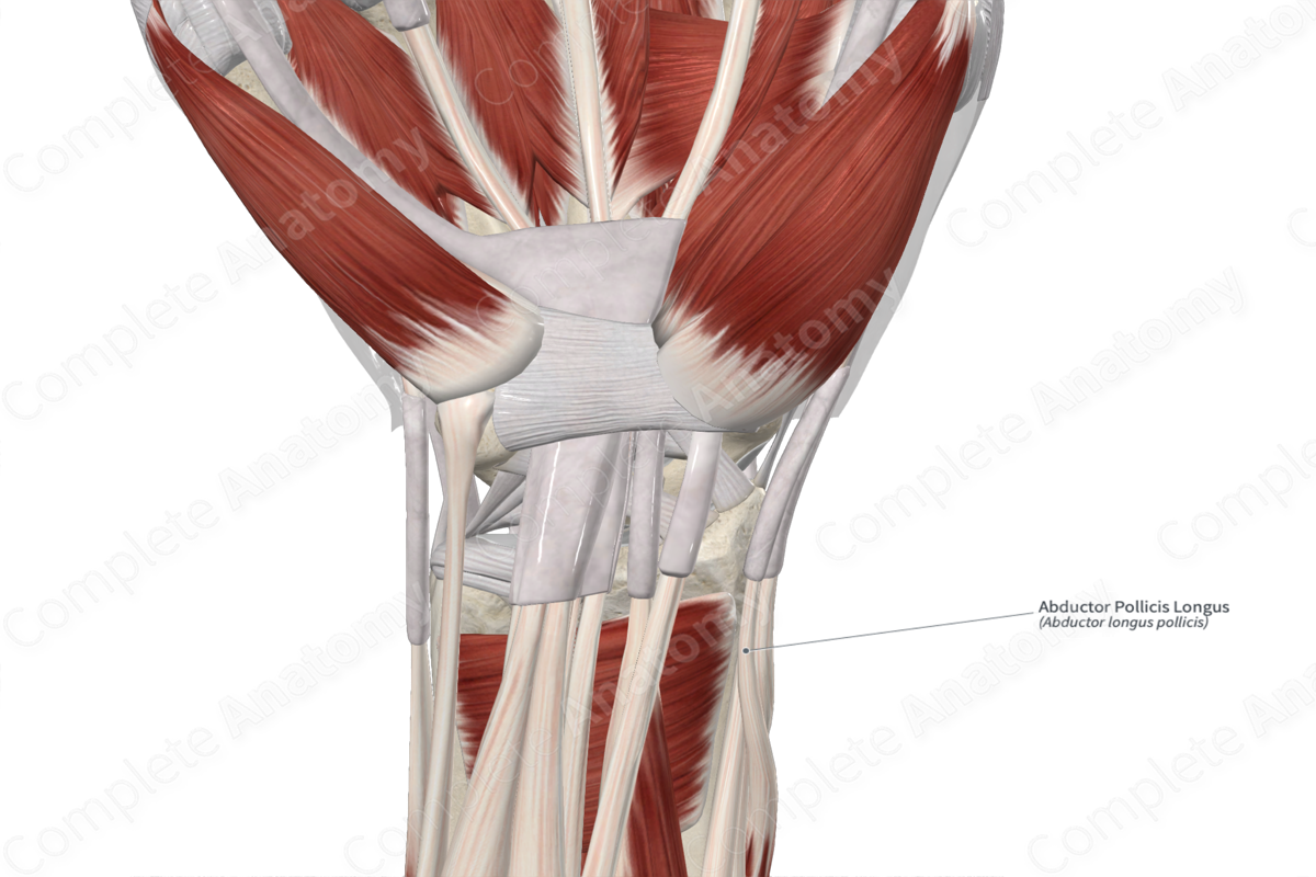 Abductor Pollicis Longus 