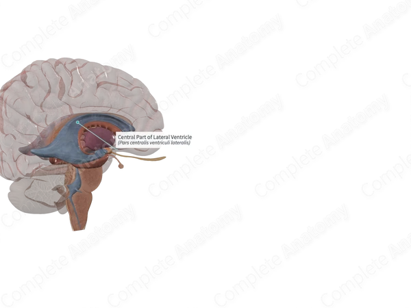 Central Part of Lateral Ventricle