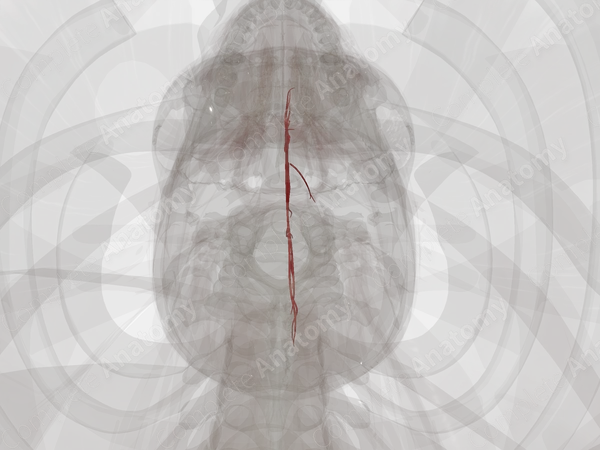 Branches of Anterior Cerebral Artery (Left)