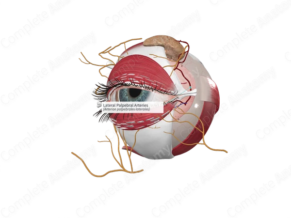 Lateral Palpebral Arteries