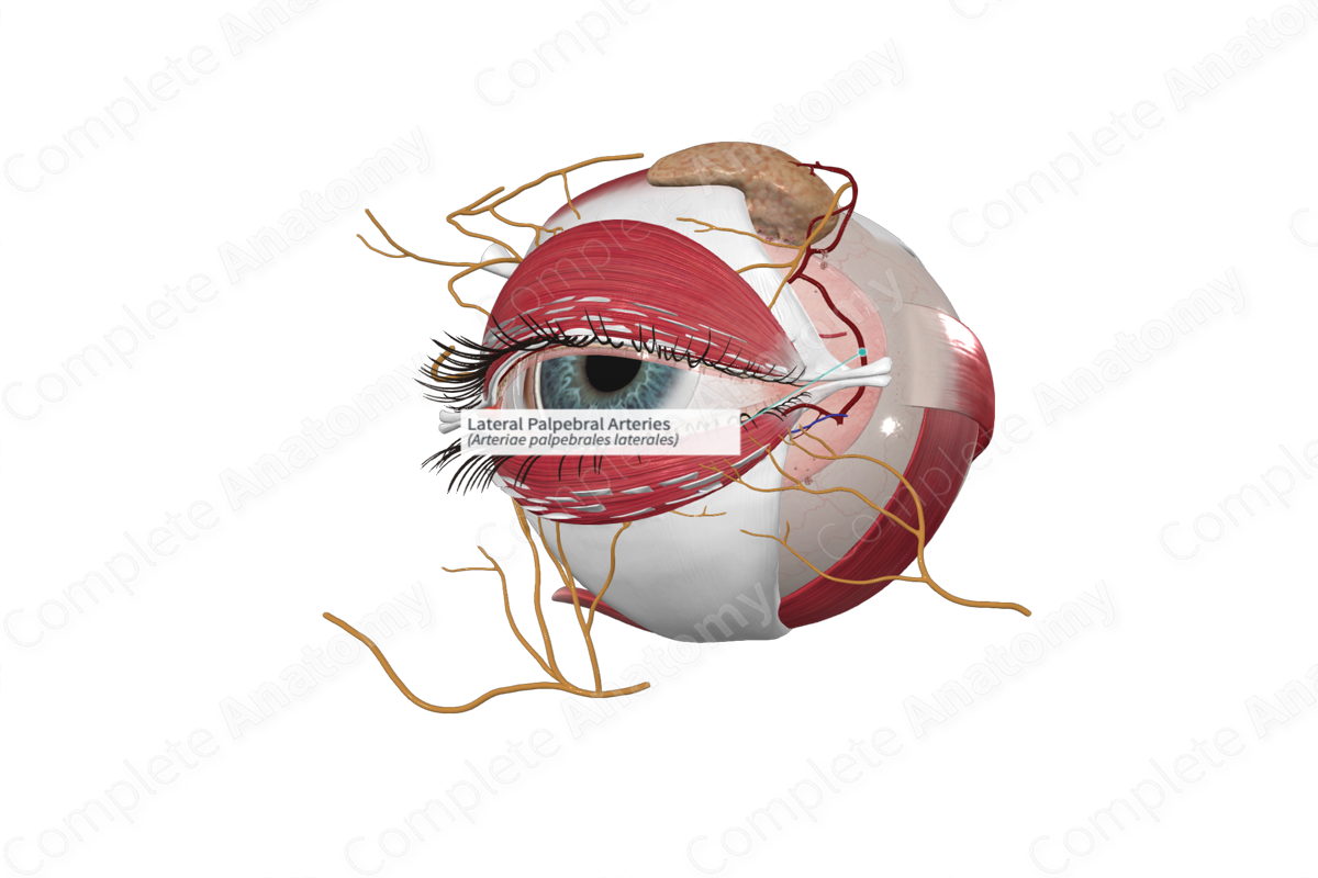 Lateral Palpebral Arteries