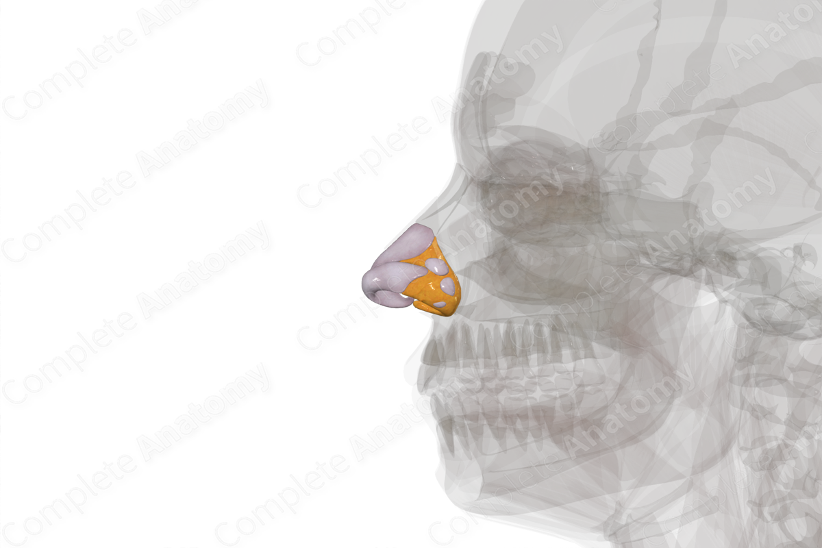 Nasal Cartilages (Left)