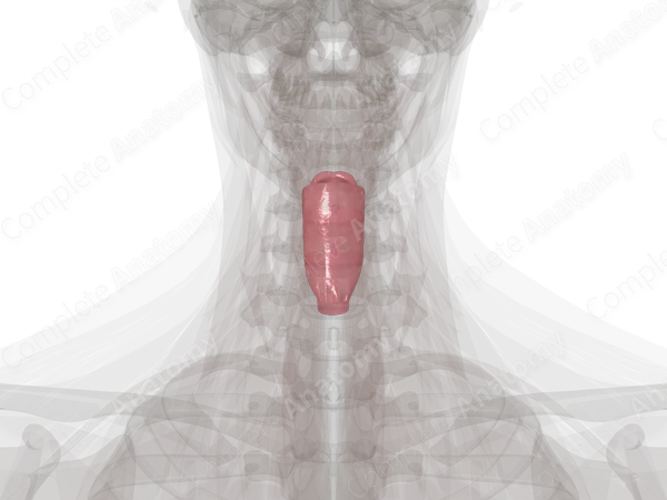 Laryngopharynx