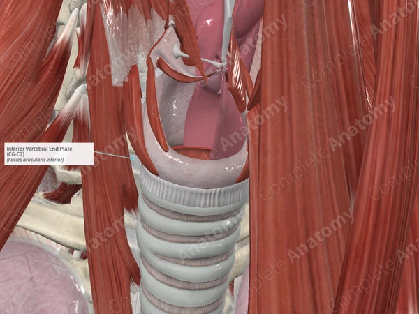 Inferior Vertebral End Plate (C6-C7)
