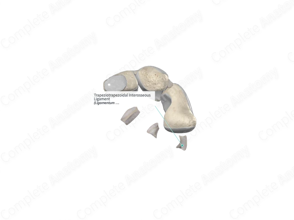 Trapeziotrapezoidal Interosseous Ligament