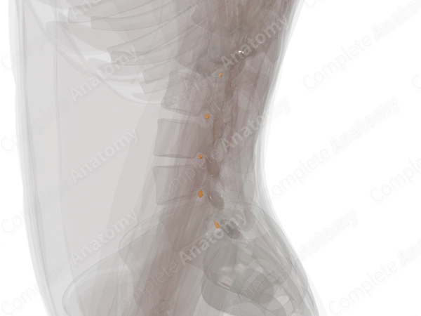Spinal Ganglia of Lumbar Nerves (Left)