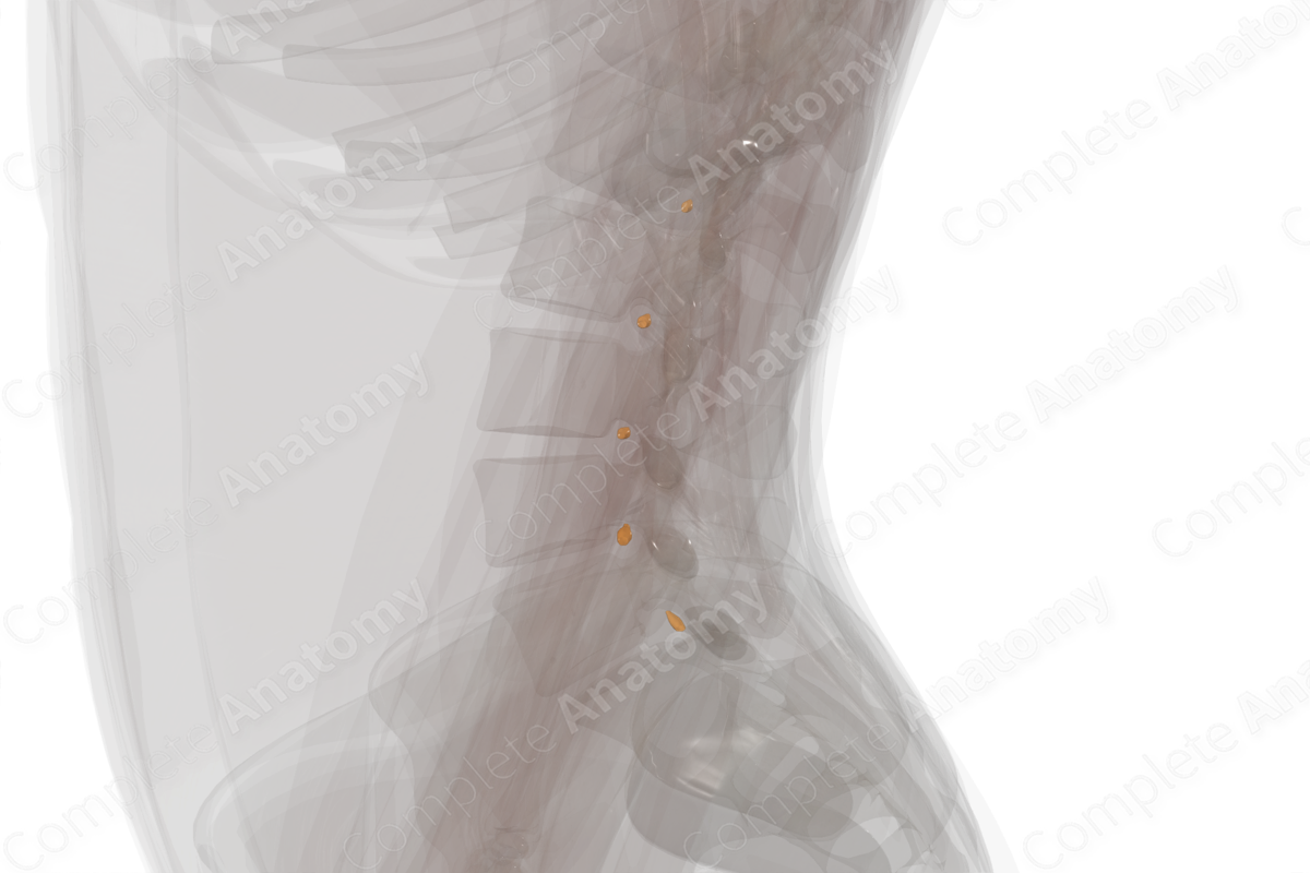 Spinal Ganglia of Lumbar Nerves (Left)