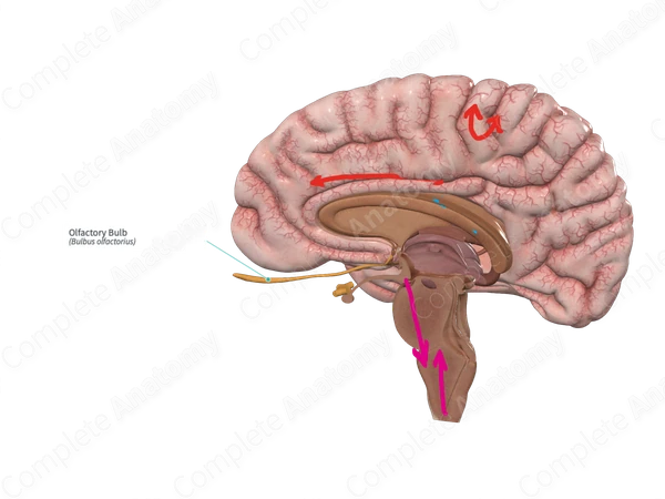 Olfactory Bulb 