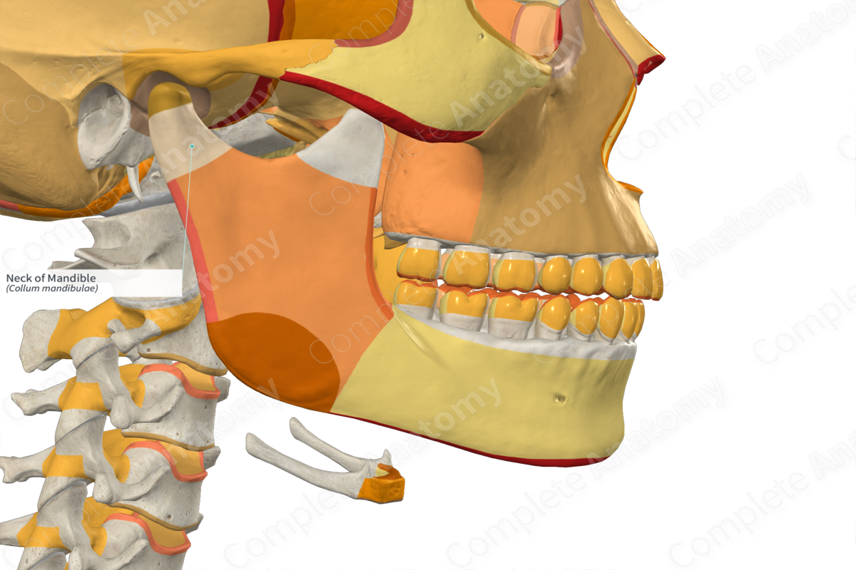 Neck of Mandible (Right)