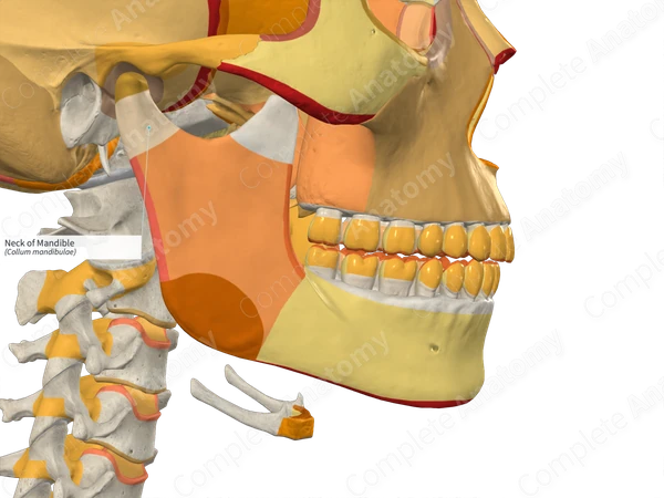 Mandible Bone Anatomy Diagram