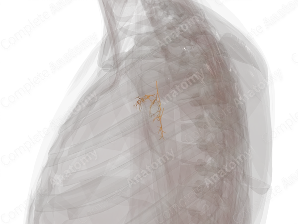 Pulmonary Plexus