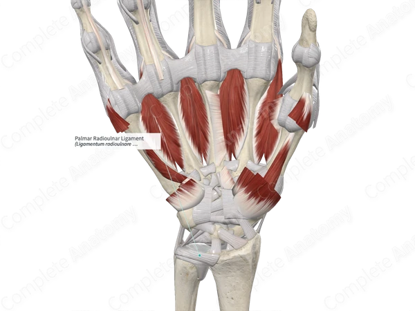 Palmar Radioulnar Ligament