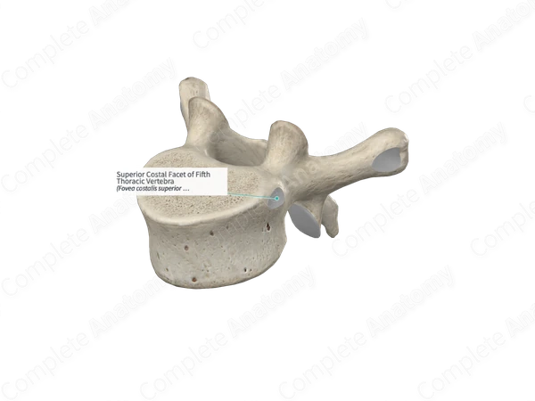 Superior Costal Facet of Fifth Thoracic Vertebra 