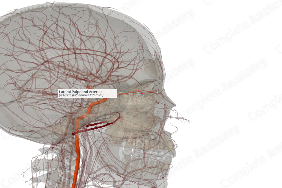 Lateral Palpebral Arteries (Left) Complete Anatomy